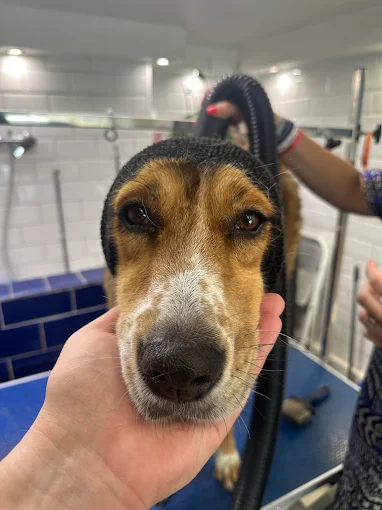 Προσεχτική φροντίδα για κάθε κατοικίδιο