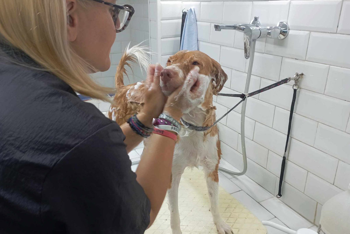 Επαγγελματικό λούσιμο σκύλου στο Magic Tails