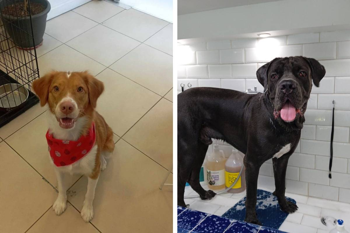 Ευτυχισμένα σκυλάκια που περιμένουν την περιποίησή τους