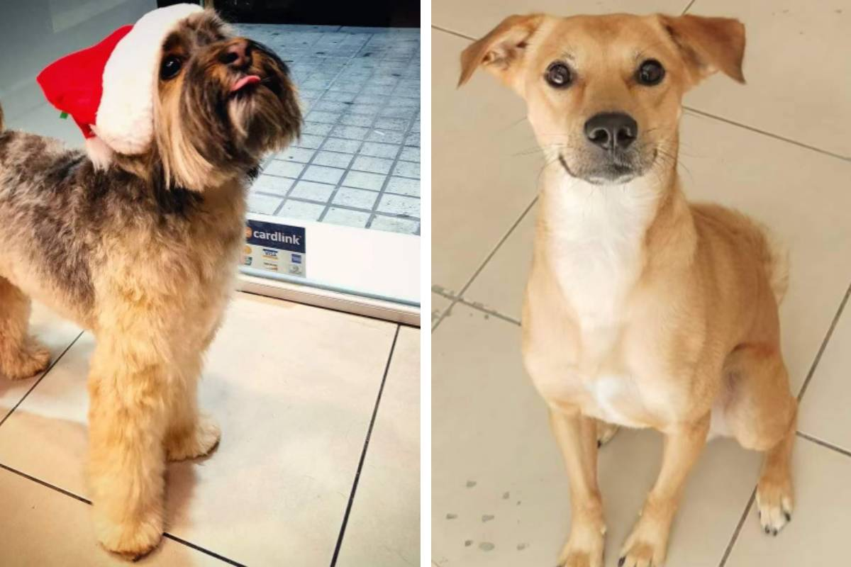 Ευτυχισμένα κατοικίδια μετά την περιποίηση