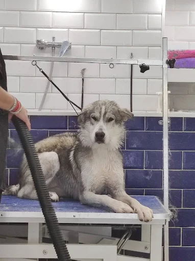 Επαγγελματική περιποίηση στο Magic Tails