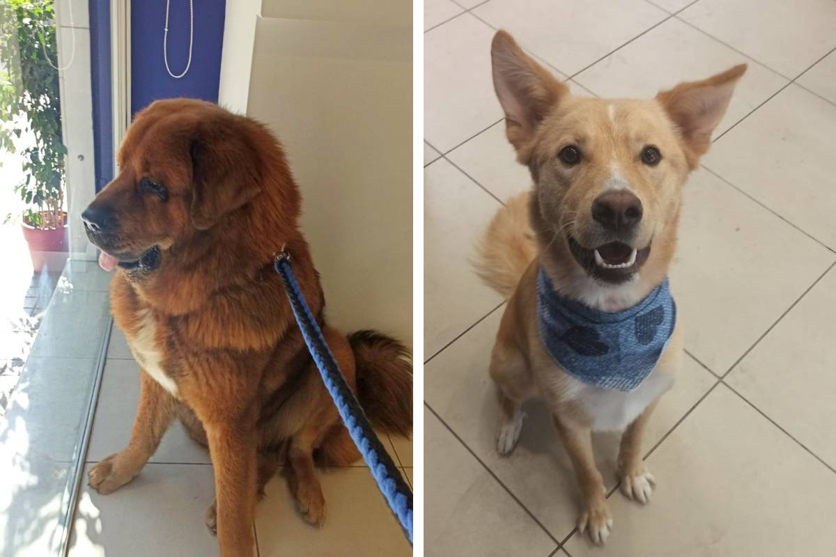 Όμορφα περιποιημένα σκυλάκια